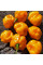 Hot pepper seeds «Petenero»