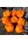 Hot pepper seeds «Petenero»