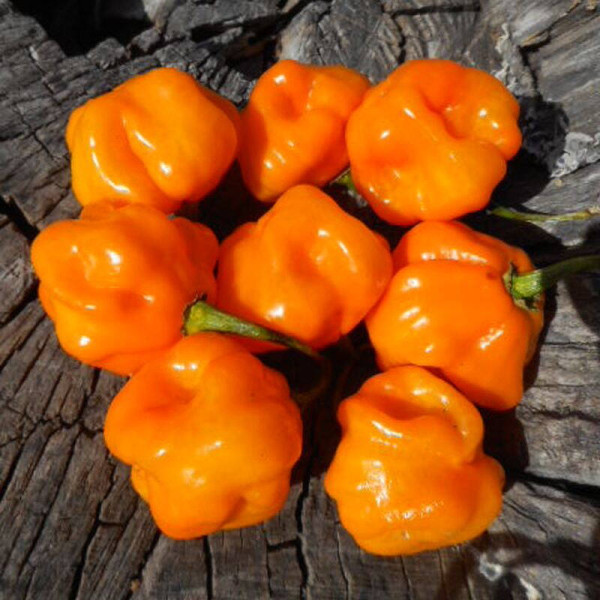 Hot pepper seeds «Petenero»