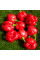Hot pepper seeds «Scotch bonnet MOA red»