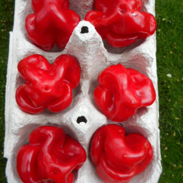 Hot pepper seeds «Scotch bonnet MOA red»