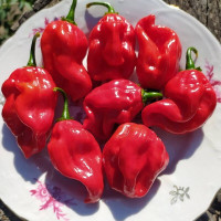 Hot pepper seeds «“African habanero № 9589»