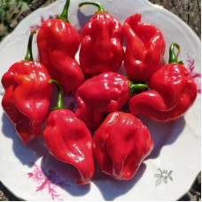 Hot pepper seeds «“African habanero № 9589»