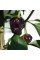 Hot pepper seeds «Black scorpion tongue»
