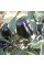 Hot pepper seeds «Black scorpion tongue»