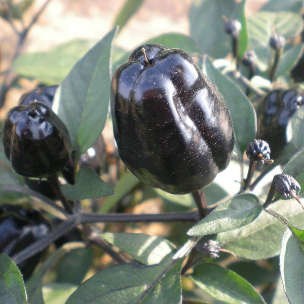 Hot pepper seeds «Black scorpion tongue»