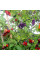 Hot pepper seeds «Black scorpion tongue»
