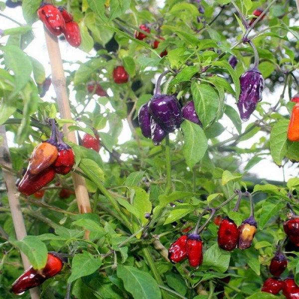 Hot pepper seeds «Black scorpion tongue»