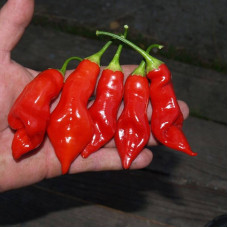 Hot pepper seeds «Sugar rush red»