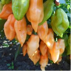 Hot pepper seeds «Peach habanero»