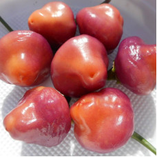 Hot pepper seeds «Cheiro roxa»
