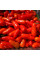 Hot pepper seeds «Chilito de simojovel»