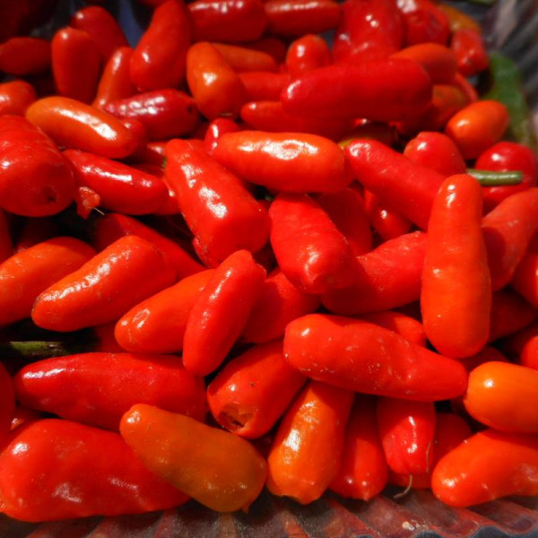 Hot pepper seeds «Chilito de simojovel»