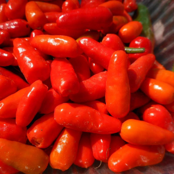 Hot pepper seeds «Chilito de simojovel»