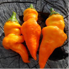Hot pepper seeds «Monkey face yellow»