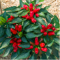 Hot pepper seeds «Turkish flower biber»