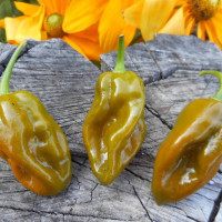 Насіння перцю горького «Фаталія грін»
