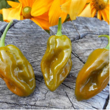 Hot pepper seeds «Fatalii green»