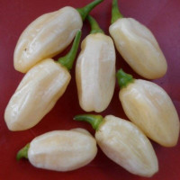 Hot pepper seeds «Habanero ivory»