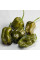 Hot pepper seeds «Habanero green»