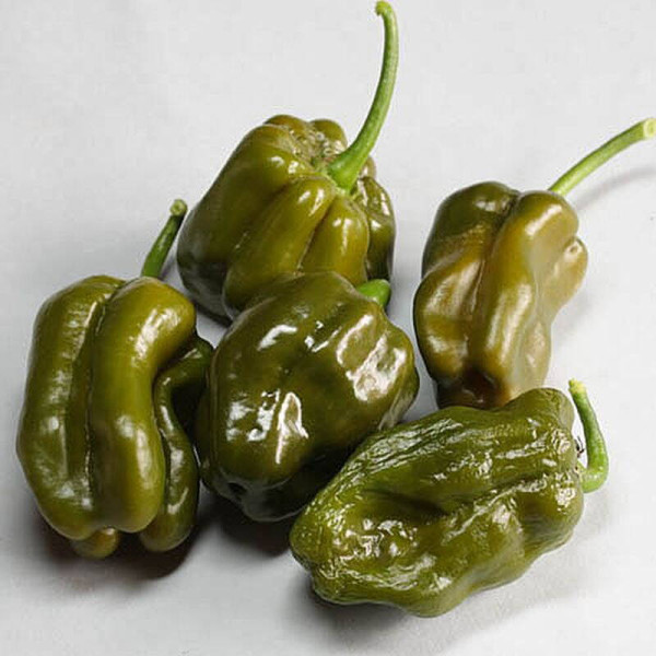 Hot pepper seeds «Habanero green»