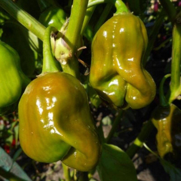 Hot pepper seeds «Habanero green»