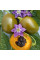 Hot pepper seeds «Rokoto mini olive»