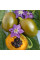 Hot pepper seeds «Rokoto mini olive»