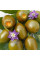 Hot pepper seeds «Rokoto mini olive»