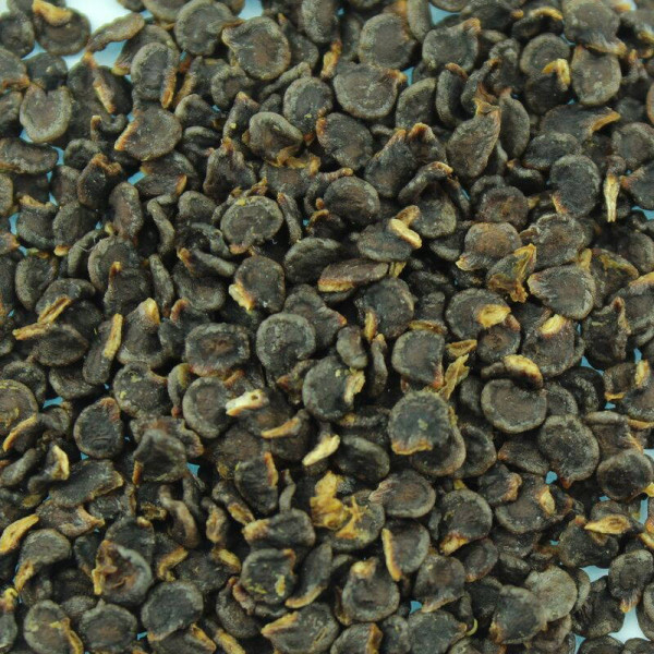 Hot pepper seeds «Rokoto mini olive»