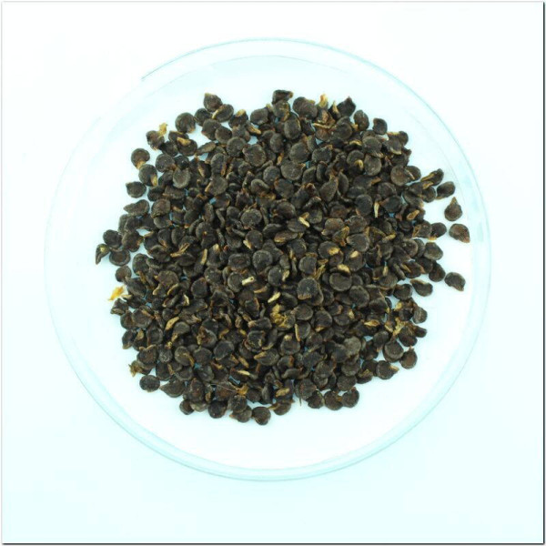 Hot pepper seeds «Rokoto mini olive»