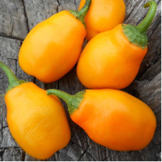 Hot pepper seeds «Rokoto mini yellow»