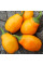 Hot pepper seeds «Rokoto mini yellow»