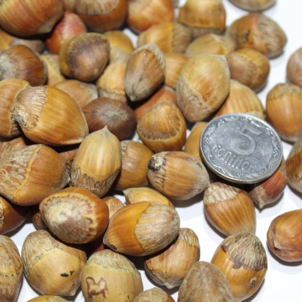 Turkish hazel seeds