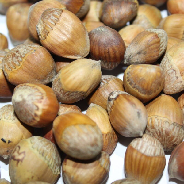 Turkish hazel seeds