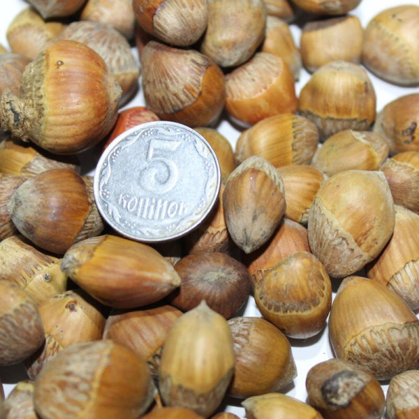 Turkish hazel seeds