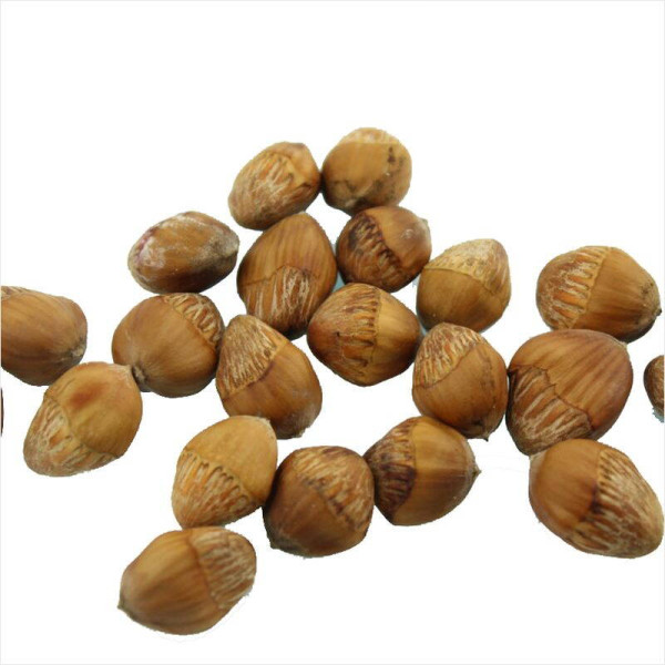 Turkish hazel seeds
