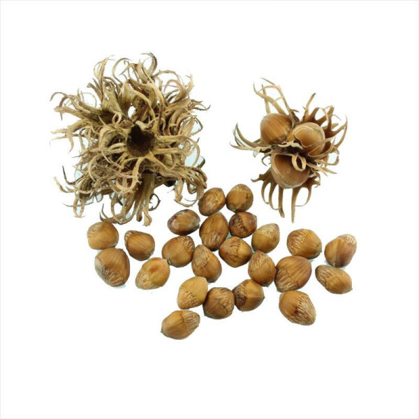 Turkish hazel seeds