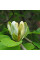 Magnolia acumina seeds