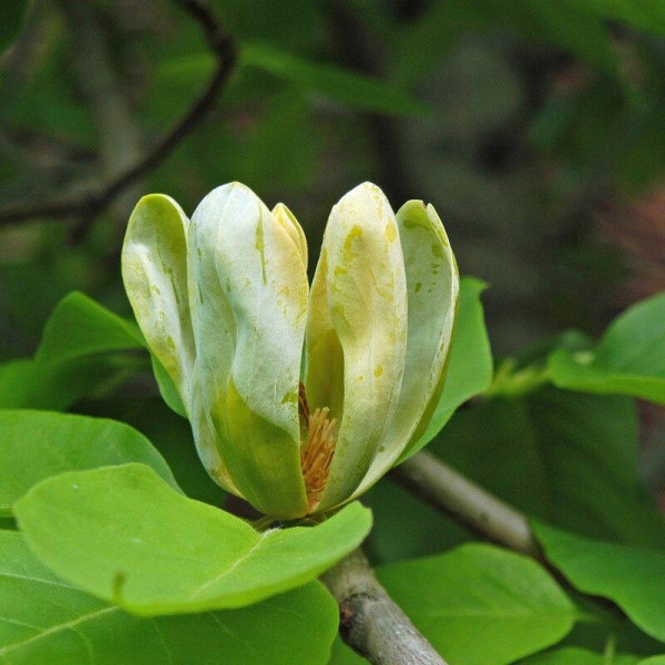 Magnolia acumina seeds