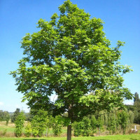 European ash seeds