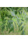 European ash seeds