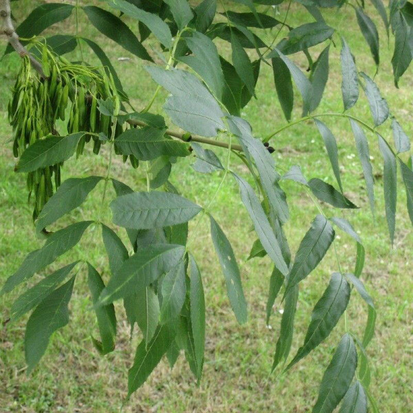 European ash seeds