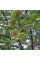 Silver linden seeds