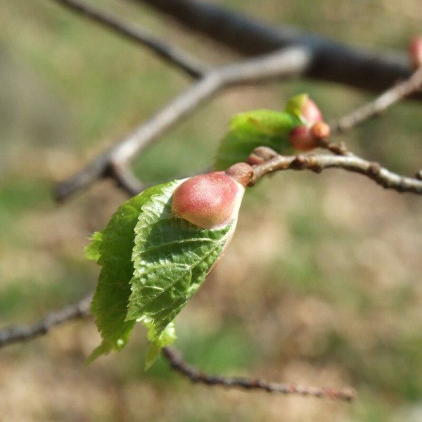 Silver linden seeds