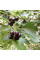Almaty hawthorn seeds