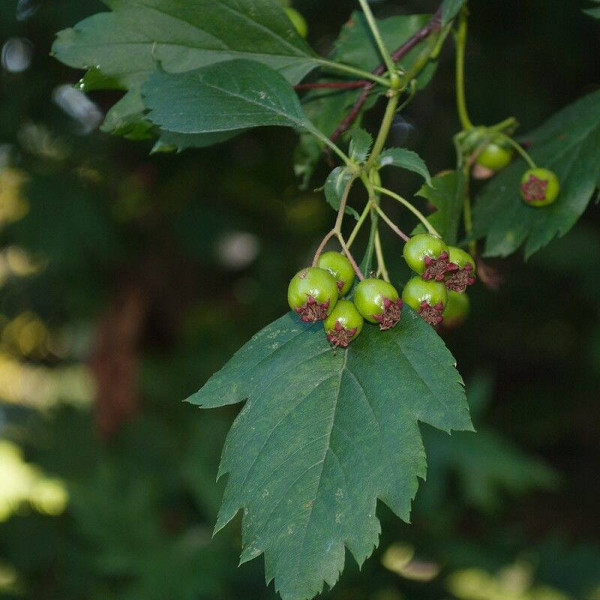 Almaty hawthorn seeds