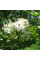 Almaty hawthorn seeds
