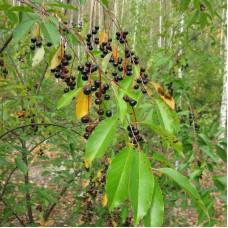 Wild black cherry seeds