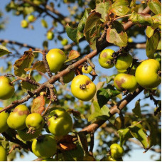 Wild apple tree seeds